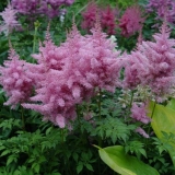 Astilbe ametist: opis i fotografija